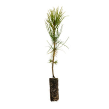 Load image into Gallery viewer, Torrey Pine | Medium Tree Seedling