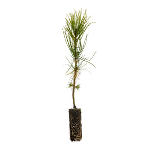 Torrey Pine | Medium Tree Seedling