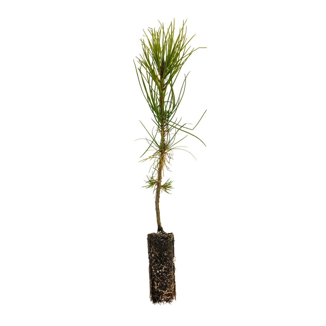 Torrey Pine | Medium Tree Seedling