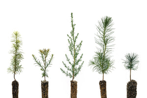 Trees of Monterey | Collection of 5 Tree Seedlings | The Jonsteen Company