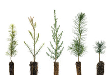Load image into Gallery viewer, Trees of Monterey | Collection of 5 Tree Seedlings | The Jonsteen Company