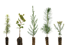 Load image into Gallery viewer, Trees of Monterey | Collection of 5 Tree Seedlings | The Jonsteen Company