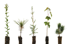 Load image into Gallery viewer, Trees of Wine Country | Collection of 5 Seedlings | The Jonsteen Company