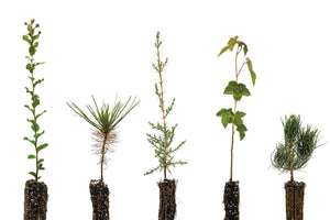 Trees of Wine Country | Collection of 5 Seedlings | The Jonsteen Company