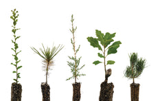 Load image into Gallery viewer, Trees of Wine Country | Collection of 5 Seedlings | The Jonsteen Company