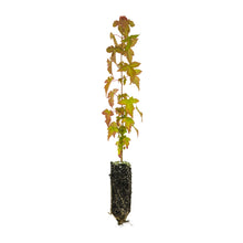 Load image into Gallery viewer, Trident Maple | Medium Tree Seedling | The Jonsteen Company