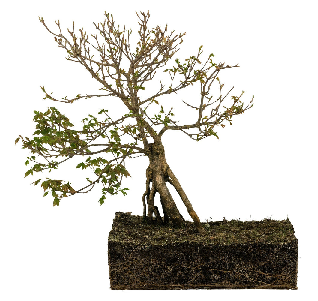 Bonsai Special | Trident Maple (F7) – The Jonsteen Company