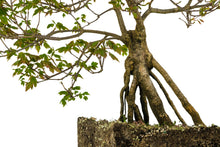 Load image into Gallery viewer, Bonsai Special | Trident Maple (F7)