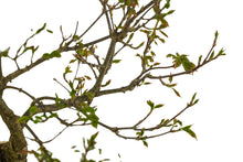 Load image into Gallery viewer, Bonsai Special | Trident Maple (F7)