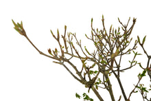 Load image into Gallery viewer, Bonsai Special | Trident Maple (F7)