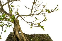 Load image into Gallery viewer, Bonsai Special | Trident Maple (F7)