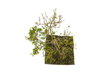 Load image into Gallery viewer, Bonsai Special | Trident Maple (F7)
