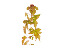 Load image into Gallery viewer, Trident Maple | Medium Tree Seedling | The Jonsteen Company