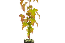 Load image into Gallery viewer, Trident Maple | Medium Tree Seedling | The Jonsteen Company