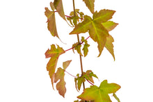 Load image into Gallery viewer, Trident Maple | Medium Tree Seedling | The Jonsteen Company