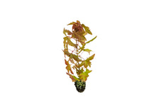 Load image into Gallery viewer, Trident Maple | Medium Tree Seedling | The Jonsteen Company