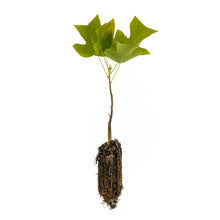 Load image into Gallery viewer, Tulip Poplar | Medium Tree Seedling