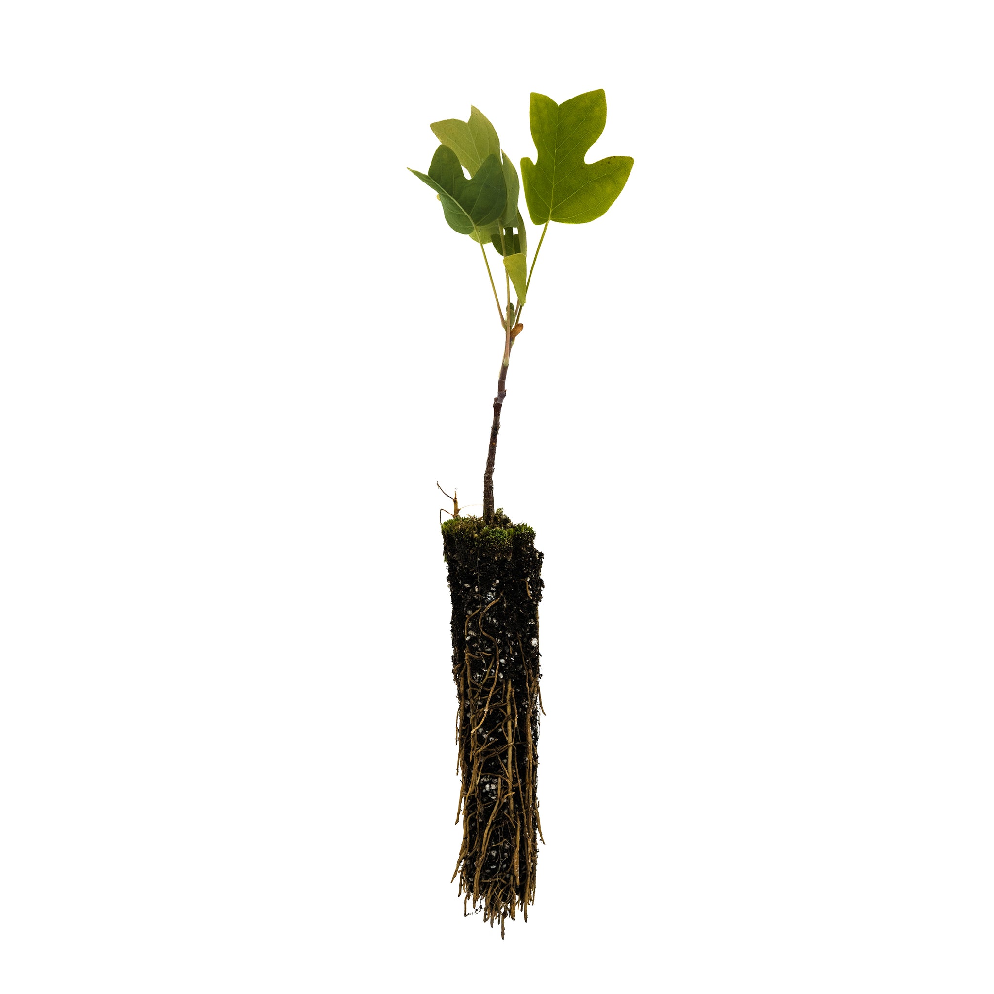 seed seedling sapling plant Tulip Poplar
