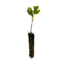 Load image into Gallery viewer, Tulip Poplar | Small Tree Seedling