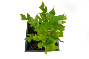 Bonsai Special | Tulip Poplar (B6)