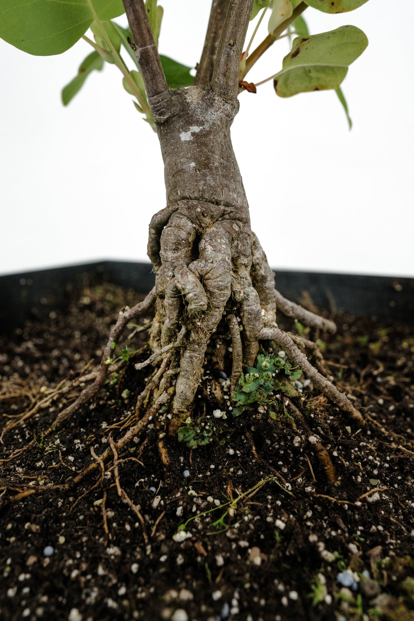 african tulip tree bonsai Bonsai Special