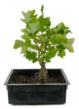 Load image into Gallery viewer, Bonsai Special | Tulip Poplar (B6)