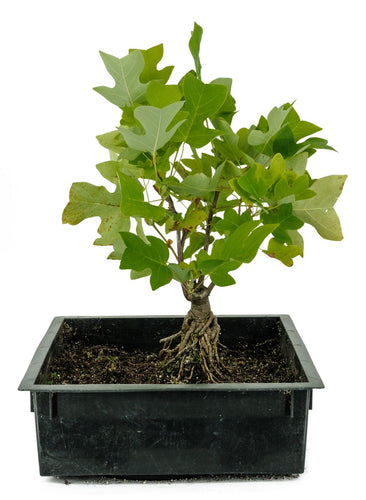 Bonsai Special | Tulip Poplar (B6)