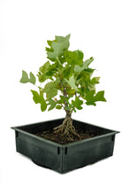 Load image into Gallery viewer, Bonsai Special | Tulip Poplar (B6)