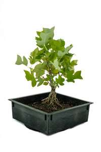 Bonsai Special | Tulip Poplar (B6)