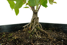 Load image into Gallery viewer, Bonsai Special | Tulip Poplar (B6)