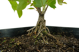 Bonsai Special | Tulip Poplar (B6)