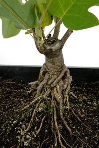 Bonsai Special | Tulip Poplar (B6)