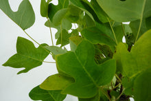 Load image into Gallery viewer, Bonsai Special | Tulip Poplar (B6)