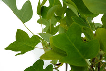 Load image into Gallery viewer, Bonsai Special | Tulip Poplar (B6)