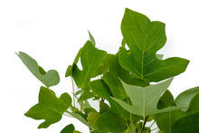 Load image into Gallery viewer, Bonsai Special | Tulip Poplar (B6)