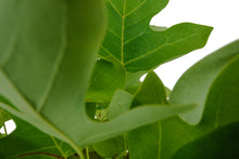 Load image into Gallery viewer, Bonsai Special | Tulip Poplar (B6)