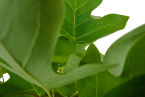 Bonsai Special | Tulip Poplar (B6)