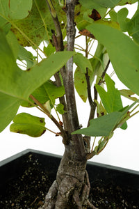 Bonsai Special | Tulip Poplar (B6)