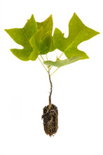 Load image into Gallery viewer, Tulip Poplar | Medium Tree Seedling | The Jonsteen Company