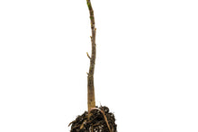 Load image into Gallery viewer, Tulip Poplar | Medium Tree Seedling | The Jonsteen Company