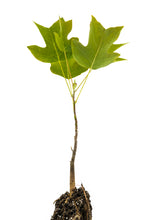 Load image into Gallery viewer, Tulip Poplar | Medium Tree Seedling | The Jonsteen Company