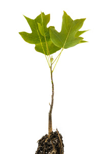 Tulip Poplar | Medium Tree Seedling | The Jonsteen Company