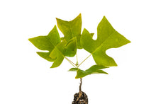 Load image into Gallery viewer, Tulip Poplar | Medium Tree Seedling | The Jonsteen Company