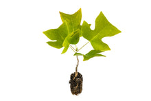 Load image into Gallery viewer, Tulip Poplar | Medium Tree Seedling | The Jonsteen Company