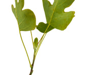 Load image into Gallery viewer, Tulip Poplar | Medium Tree Seedling | The Jonsteen Company