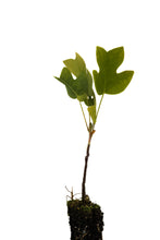 Load image into Gallery viewer, Tulip Poplar | Small Tree Seedling