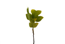 Load image into Gallery viewer, Tulip Poplar | Small Tree Seedling