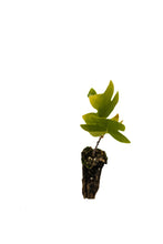 Load image into Gallery viewer, Tulip Poplar | Small Tree Seedling