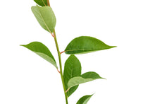 Load image into Gallery viewer, Black Tupelo | Medium Tree Seedling | The Jonsteen Company