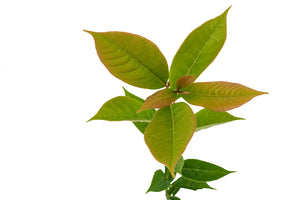 Black Tupelo | Medium Tree Seedling | The Jonsteen Company
